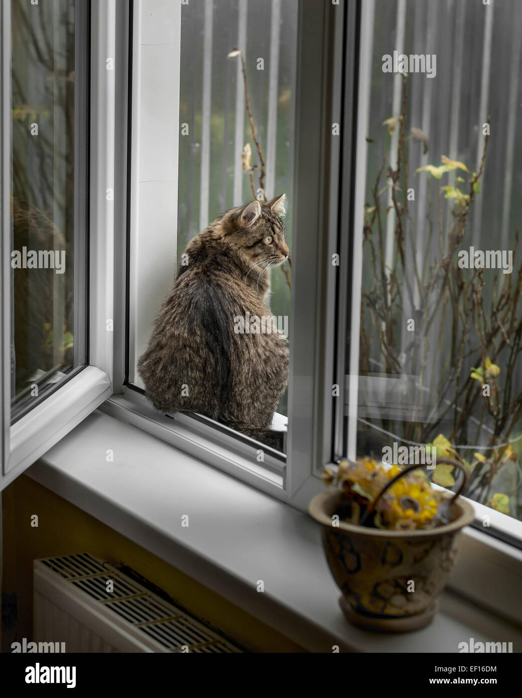 striped cat sitting on a windowsill and watching the street Stock Photo