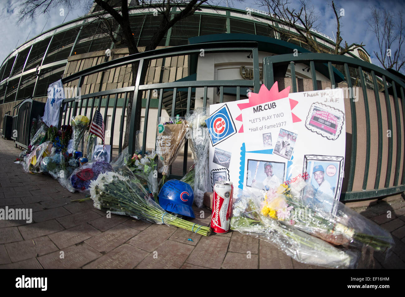 January 24, 2015: Chicago Cubs great and ambassador of Baseball Earnie Banks dies at the age of 83. A memorial is set up by fans outside Wrigley Field. Mandatory credit: Kostas Lymperopoulos/CSM Stock Photo