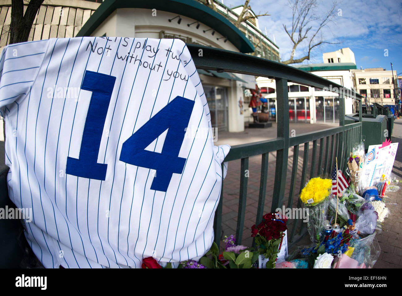 January 24, 2015: Chicago Cubs great and ambassador of Baseball Earnie Banks dies at the age of 83. His jersey is displayed at a memorial outside Wrigley Field with the saying ''let's play twonot with out you'' . Mandatory credit: Kostas Lymperopoulos/CSM Stock Photo