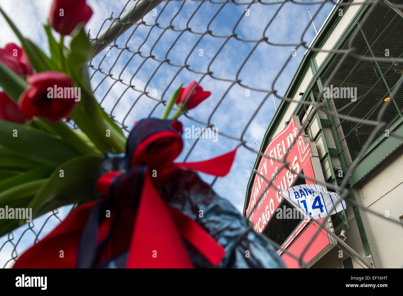 January 24, 2015: Chicago Cubs great and ambassador of Baseball Earnie Banks dies at the age of 83. Flowers are hung in memoriam on the fence as Earnie Banks uniform number 14 waves in the background outside Wrigely Field. Mandatory credit: Kostas Lymperopoulos/CSM Stock Photo