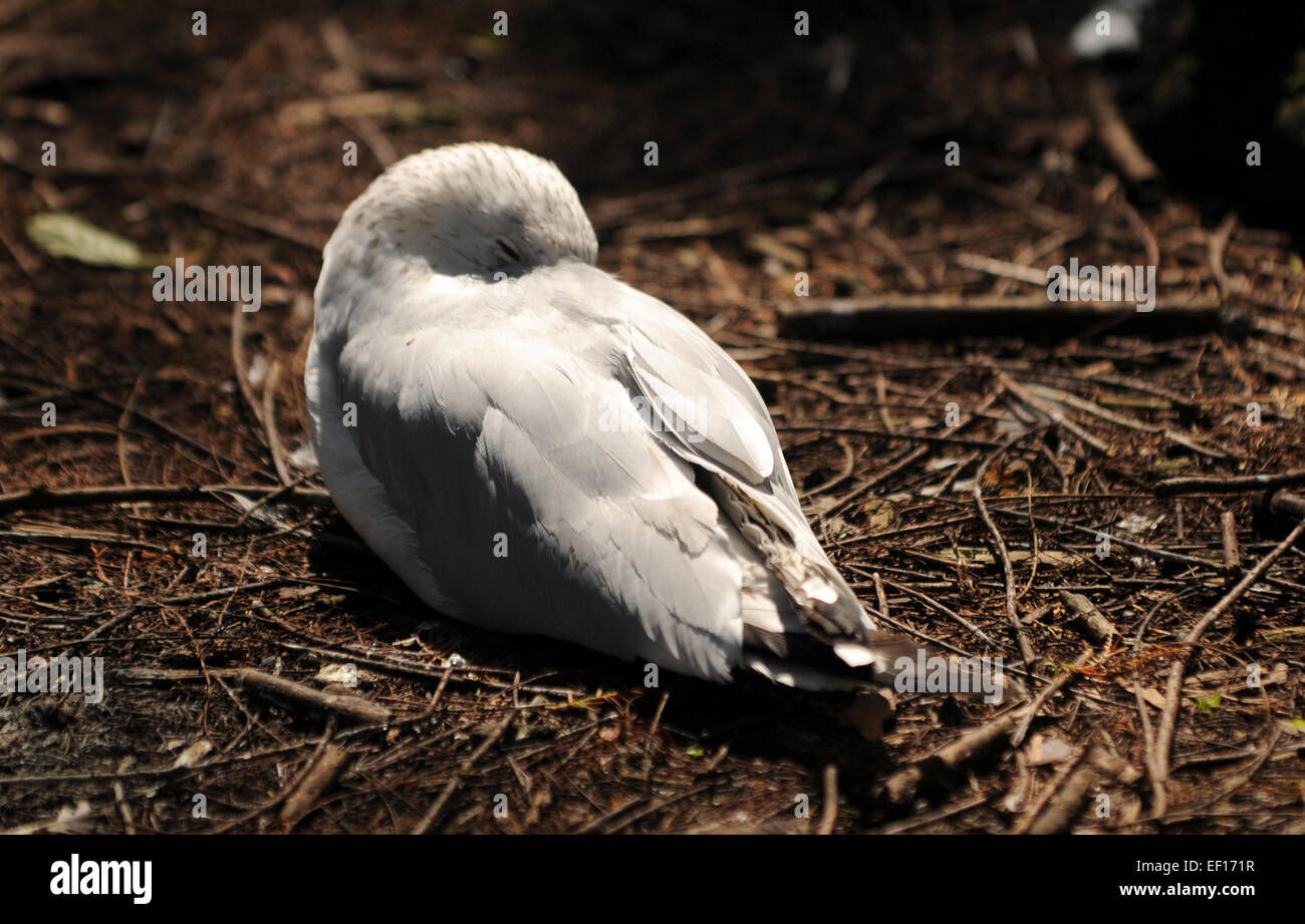 Bird guarding nest on the ground Stock Photo Alamy