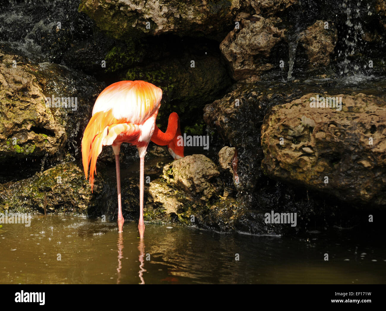 Flamingo seen feeding in tropical Florida Stock Photo