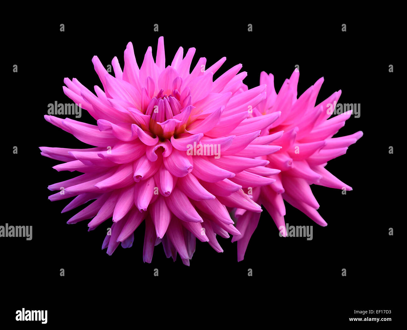 Pink dahlia flowers on hi-res stock photography and images - Alamy