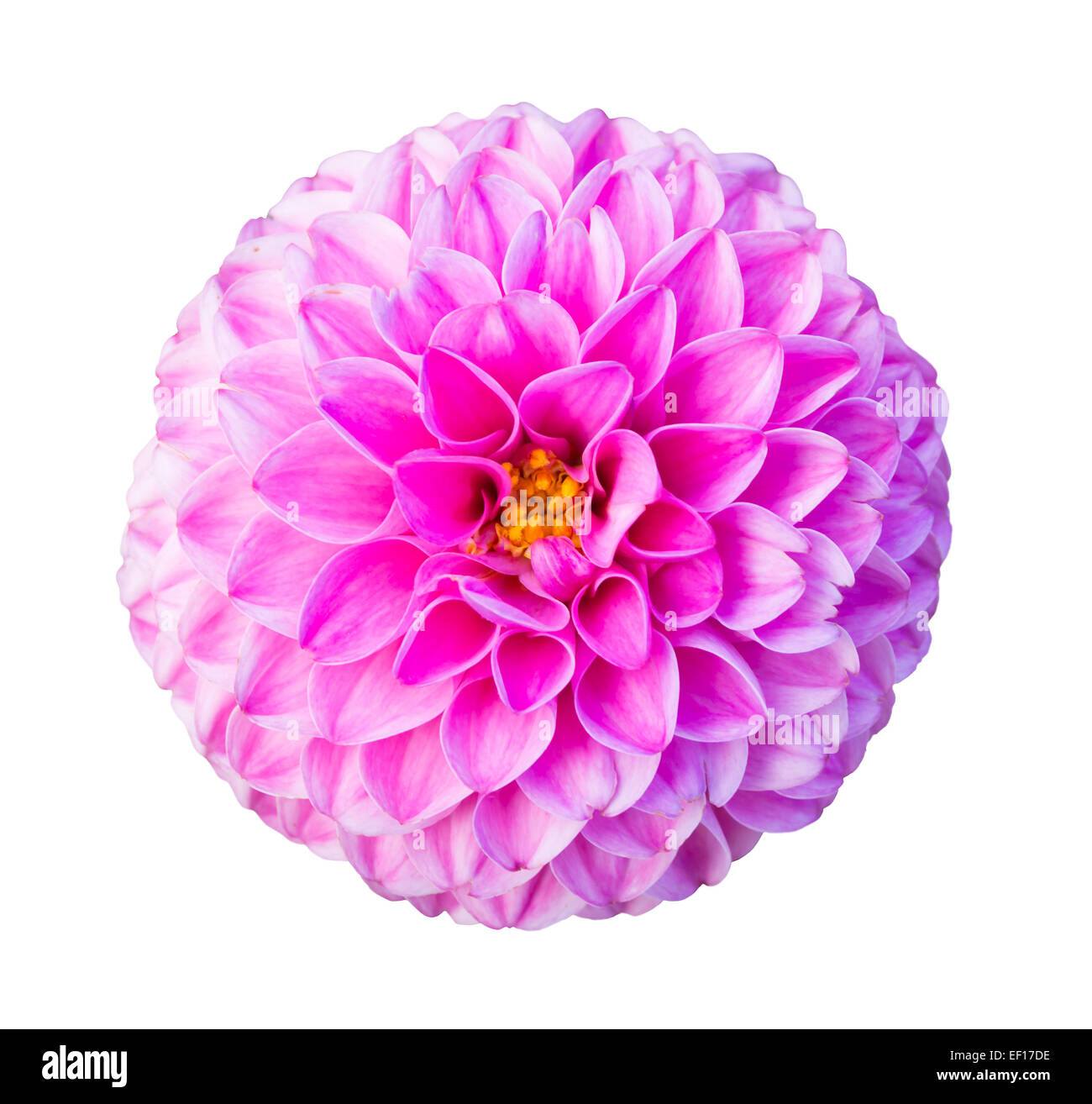 Pink dahlia flower isolated on white Stock Photo - Alamy