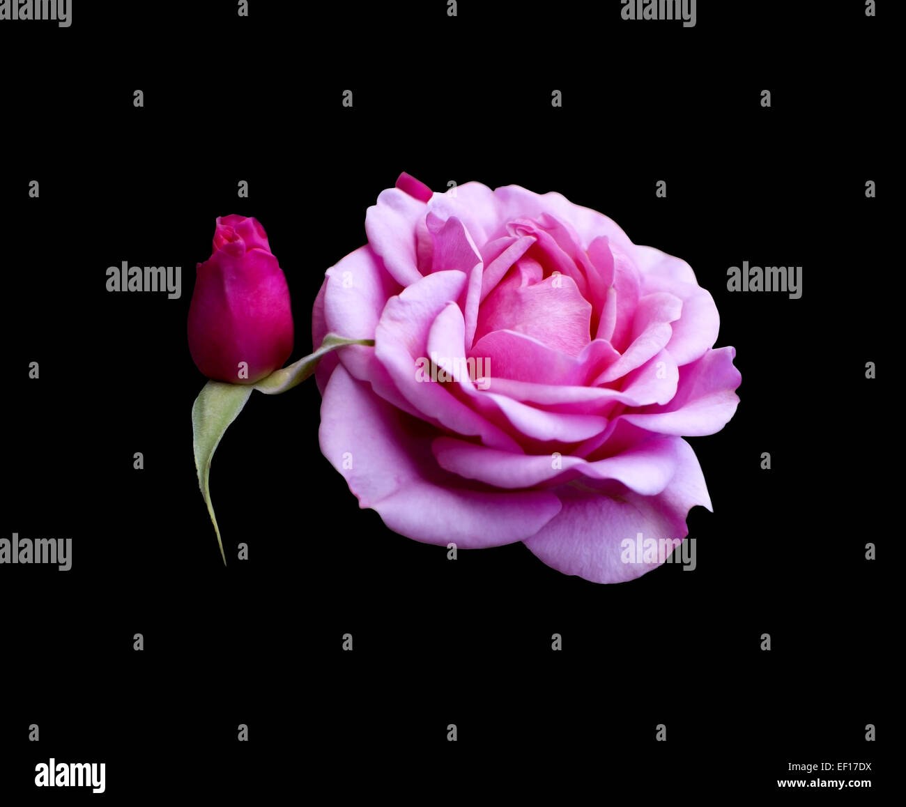 Little rose bud. Rose bud looks as if holding on to a mature rose