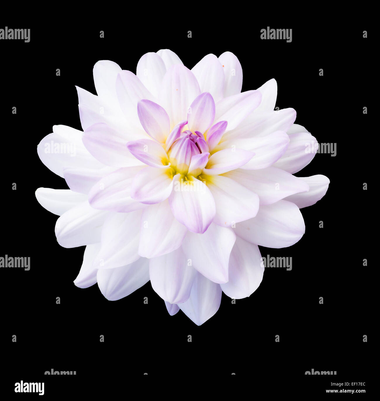 White dahlia flower isolated on black Stock Photo