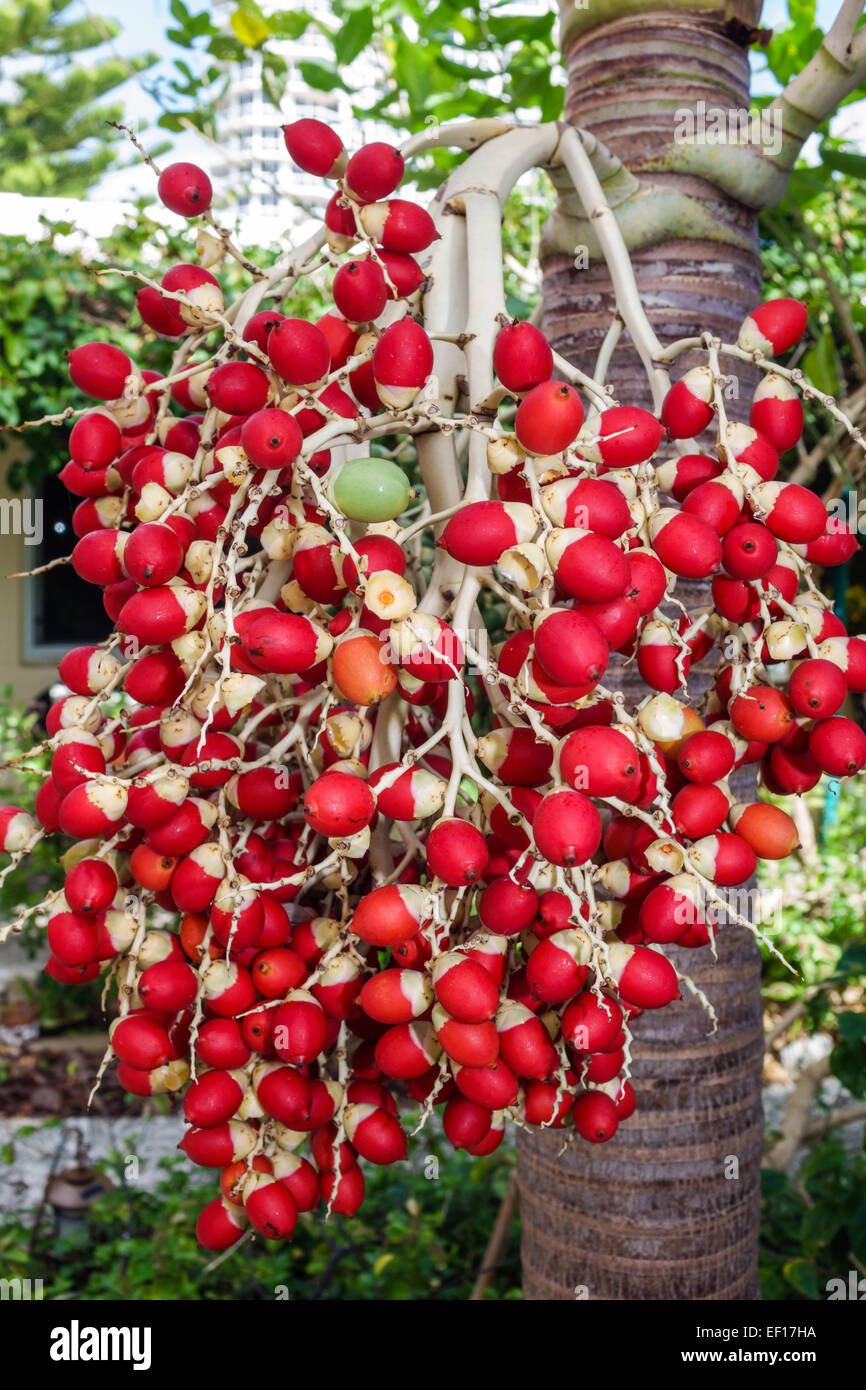 Red Palm Tree Fruit Fruit Trees