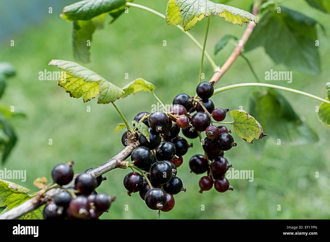 Leaf Clusters Hi res Stock Photography And Images Alamy leaf-clusters-hi-res-stock-photography-and-images-alamy