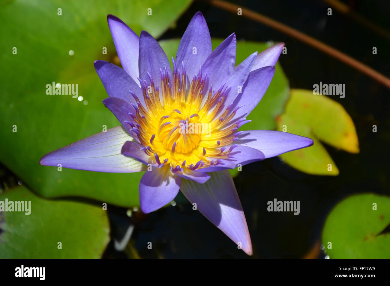 Water drop standing on leaf hi-res stock photography and images - Alamy