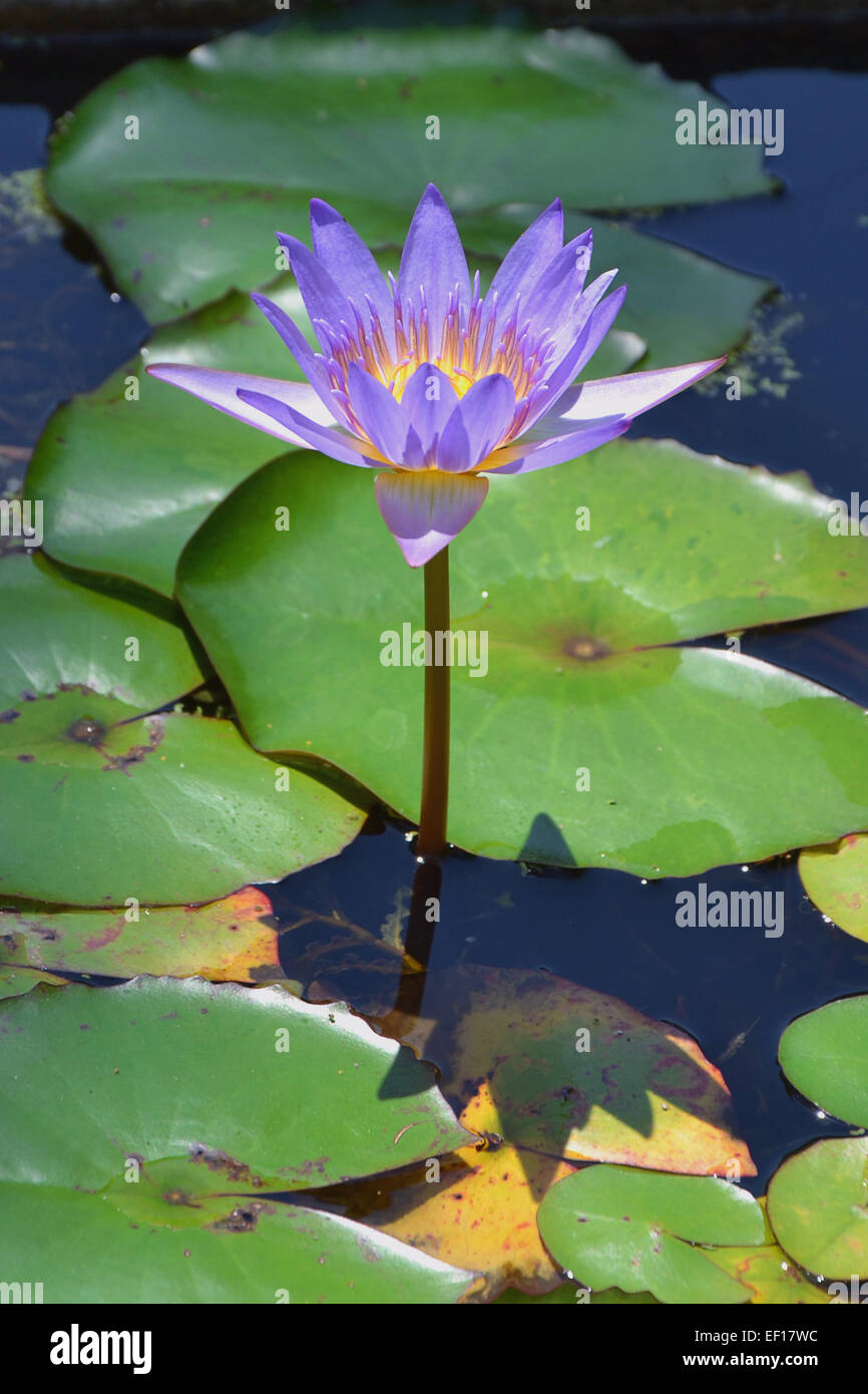 lily on water Stock Photo - Alamy