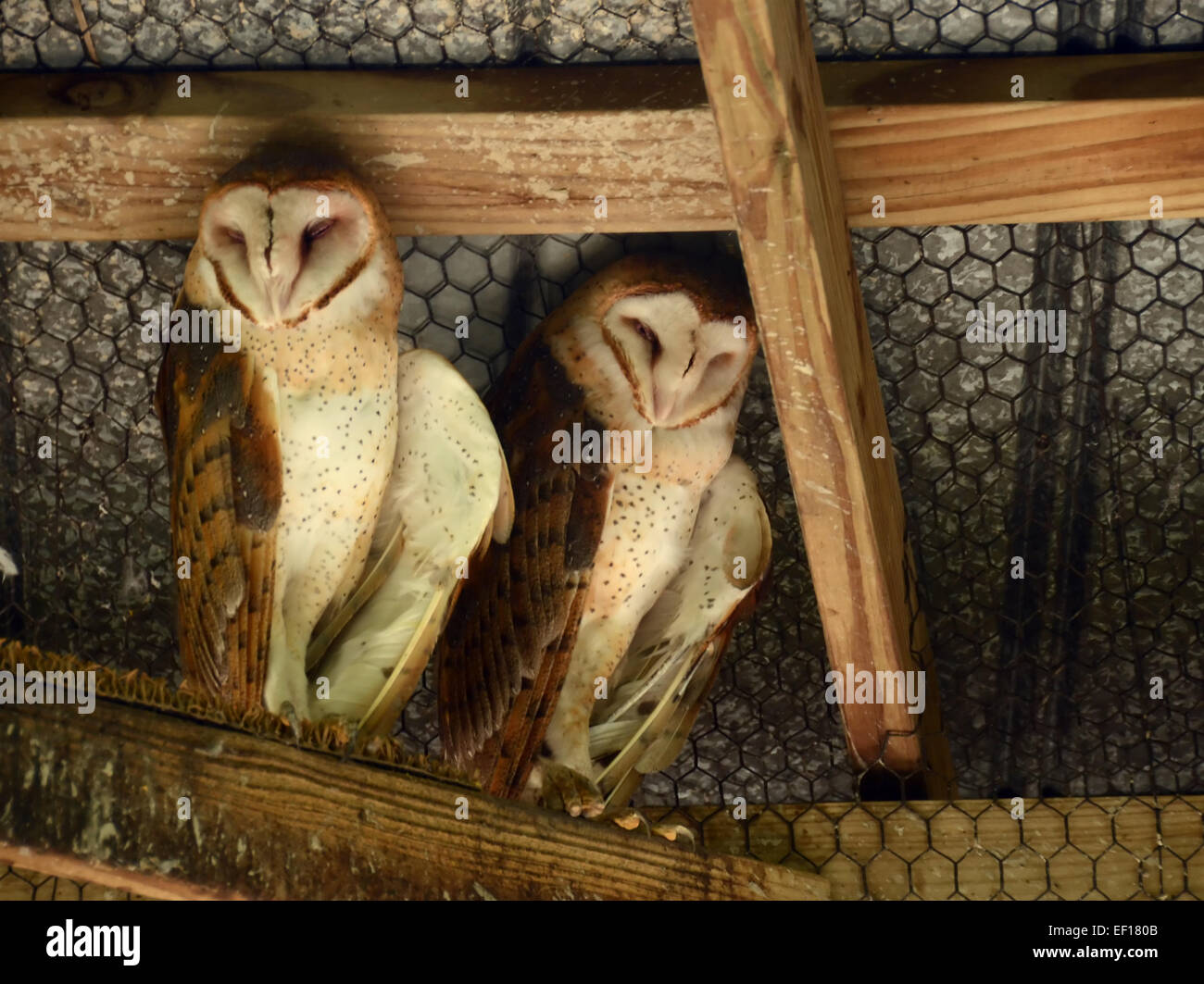 Two barn owls resting under a roof (Tyto alba) Stock Photo