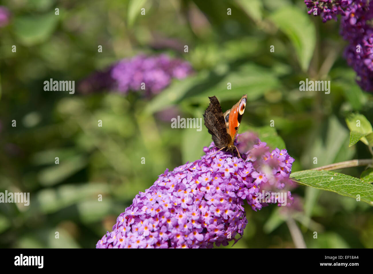 European peacock butterfly (Aglais io) on a purple buddleia Stock Photo ...