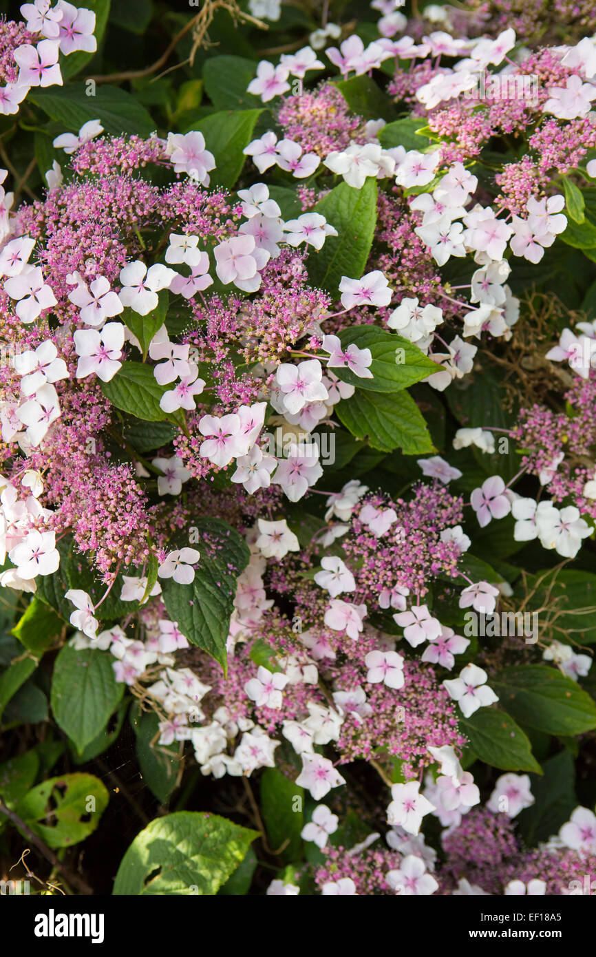Pink lace hydrangea flowers (Hydrangea aspera Stock Photo Alamy