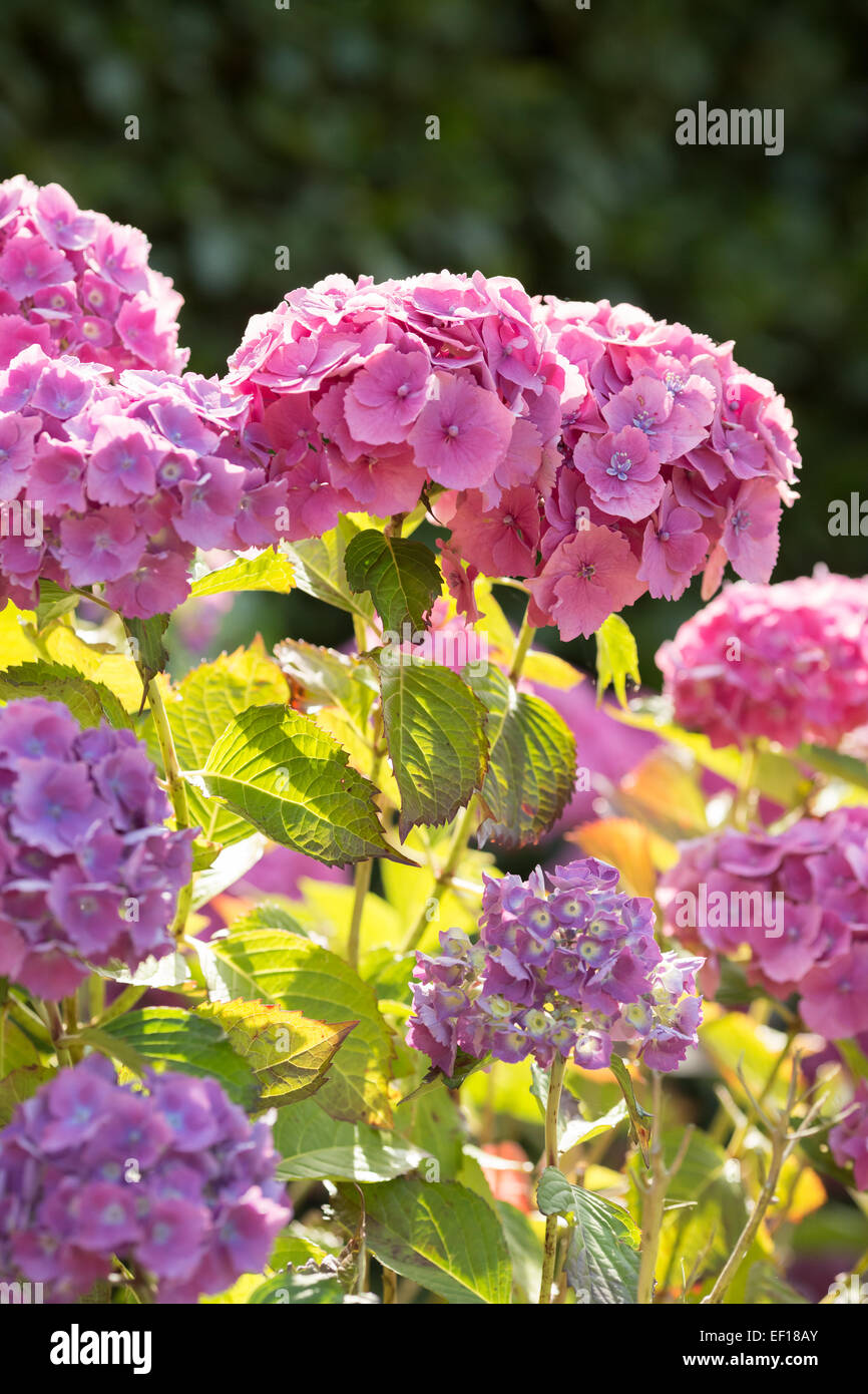 Hortensia macrophylla uk hires stock photography and images Alamy