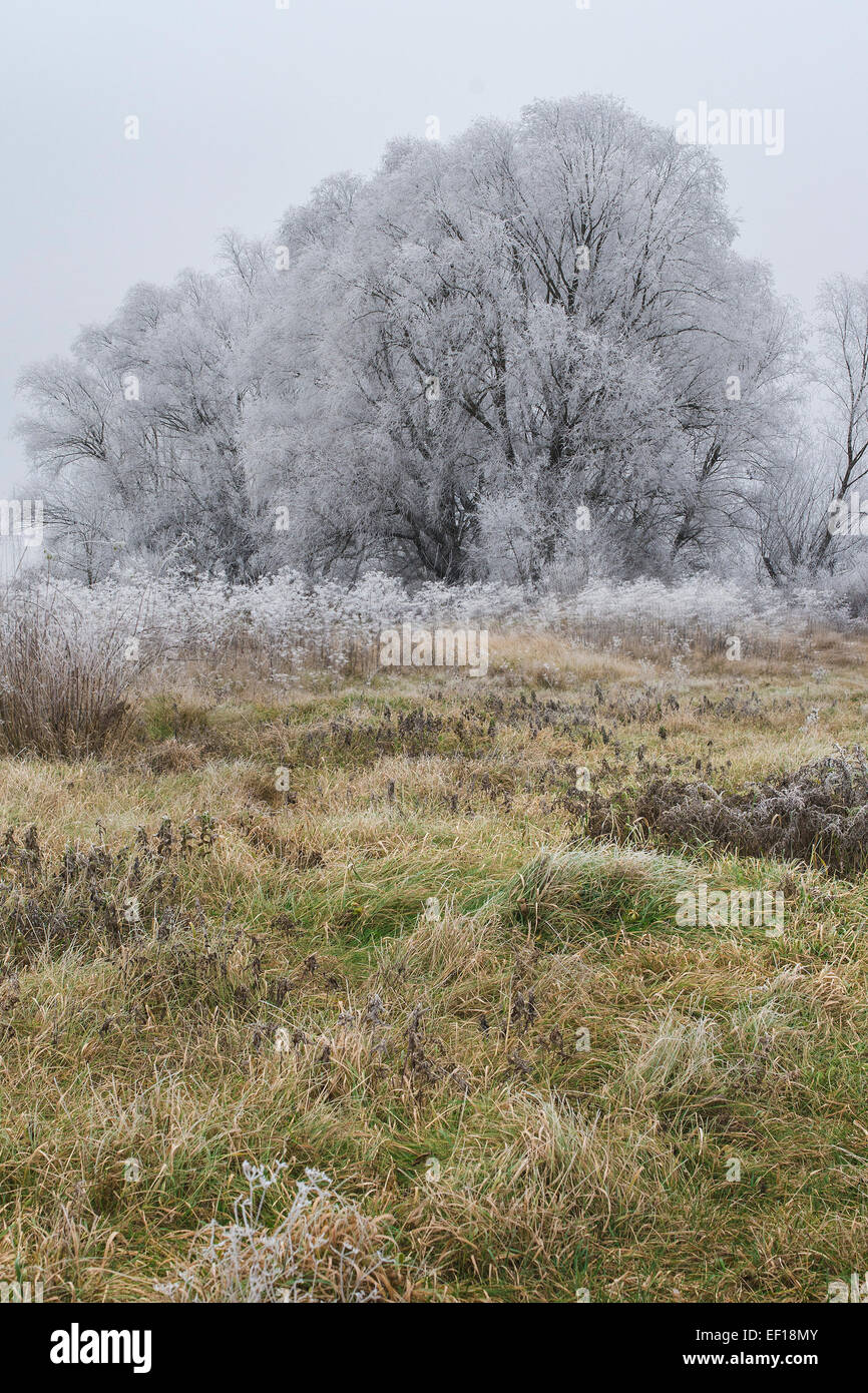 first frost tree covered with snow and dry grass Stock Photo - Alamy