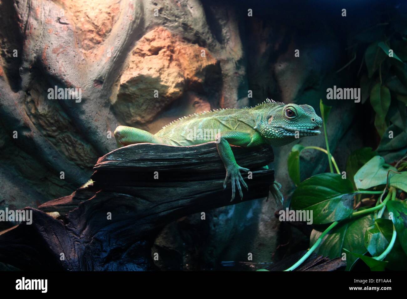 Green Lizard at Shanghai Science Technology Museum China Stock Photo