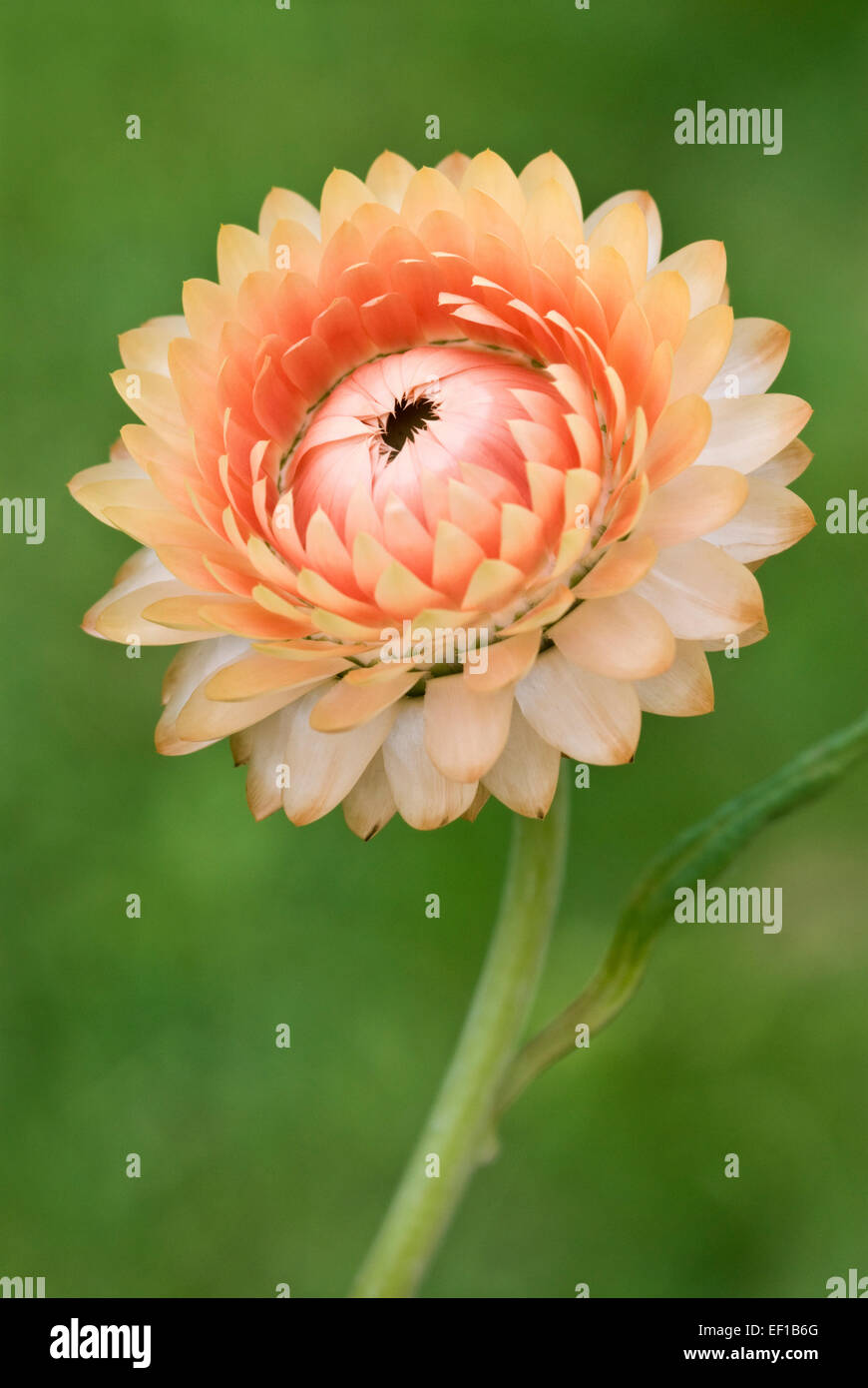 Orange Strawflower - Helichrysum bracteatum Stock Photo