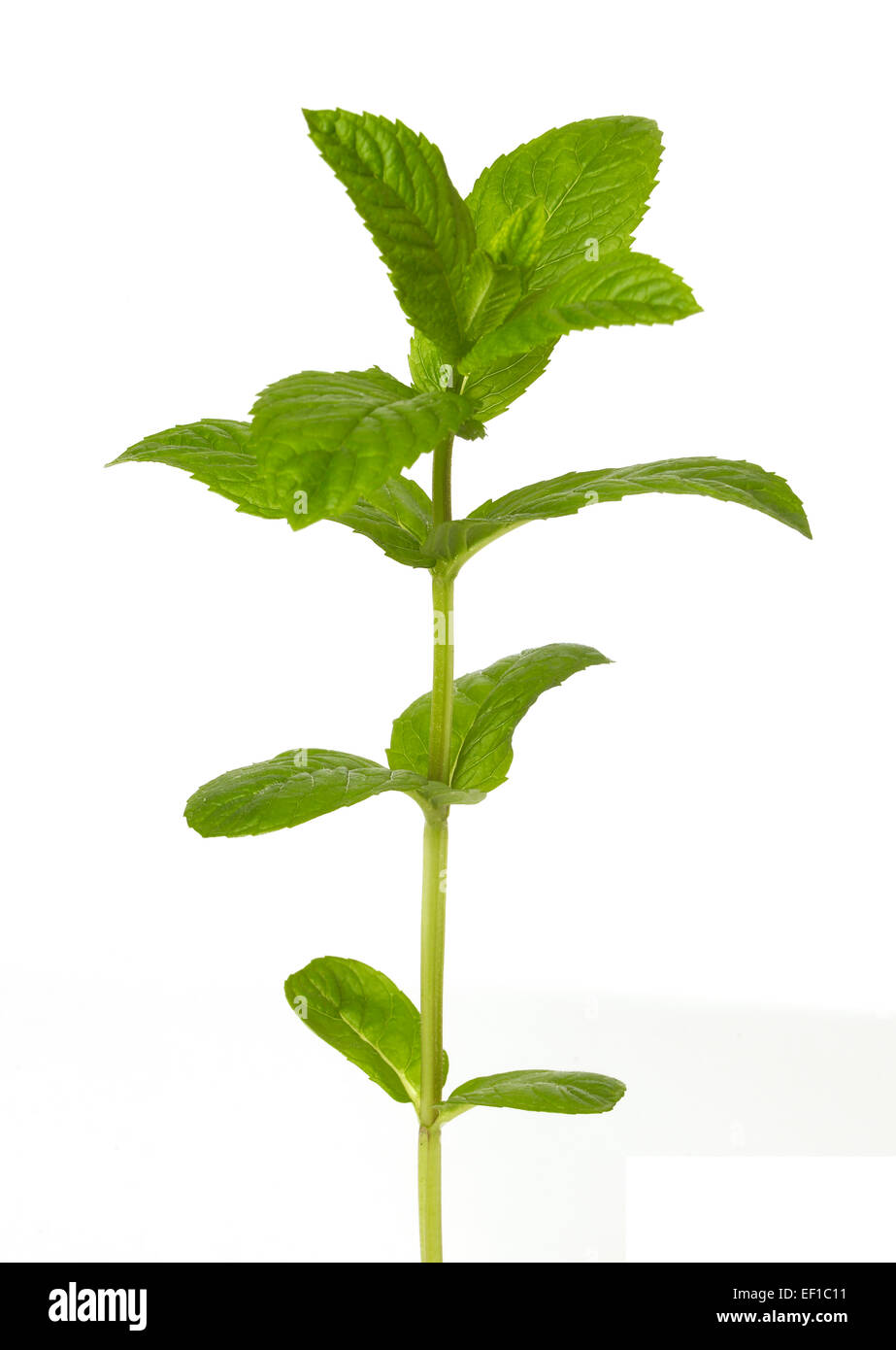 Mint leaves Stock Photo