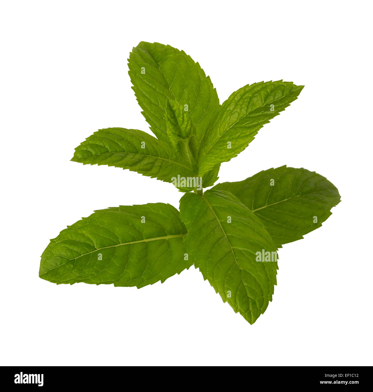 Mint leaves Stock Photo