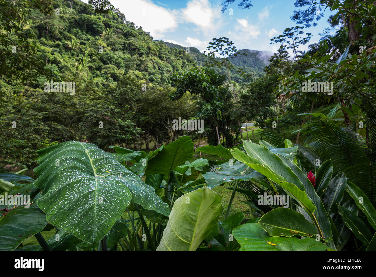 A garden in lush green jungles of Belize, Central America. Stock Photo
