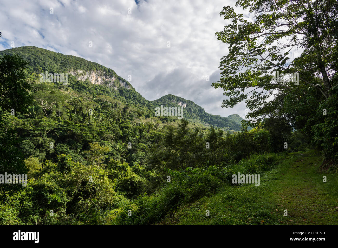 A trail through lush green jungles of Belize, Central America. Stock Photo