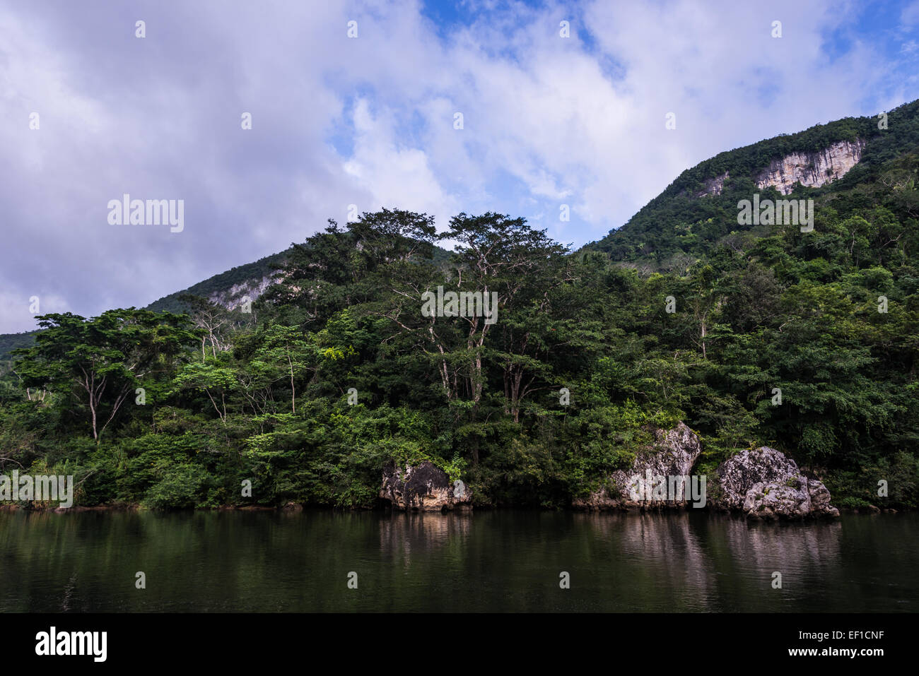 Macal River running through lush jungles of Belize, Central America. Stock Photo