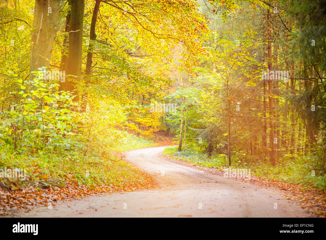dreamy way through an autumn forest Stock Photo - Alamy