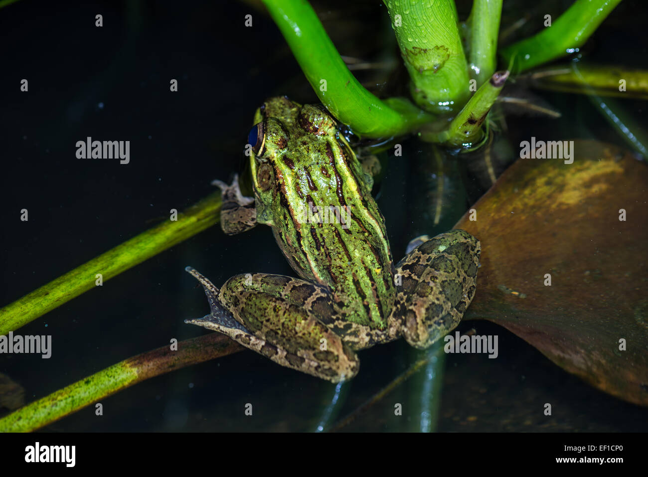 Green frog in water. Belize, Central America. Stock Photo