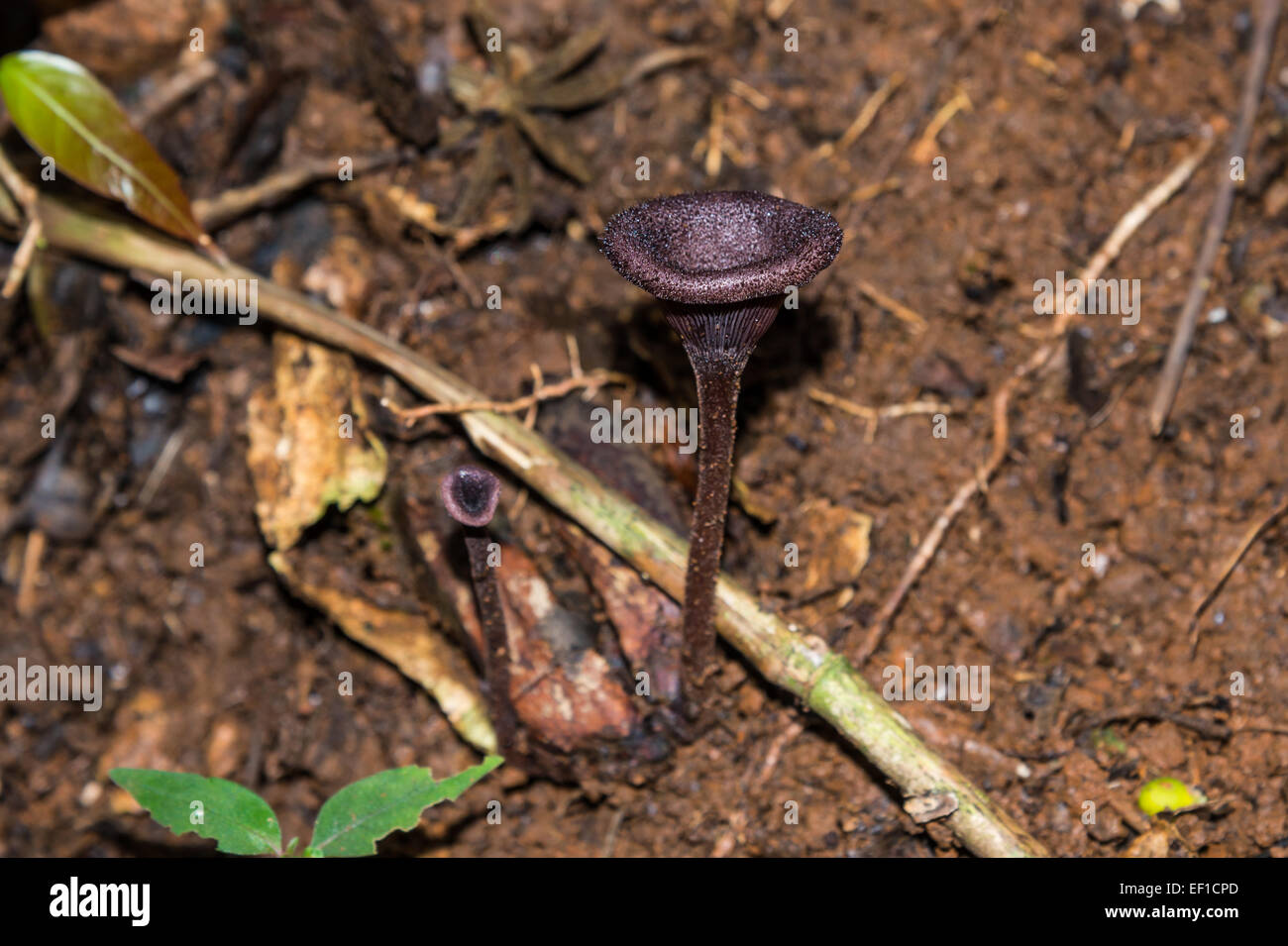 Purple wine-cup mushrooms in wild. Belize, Central America. Stock Photo