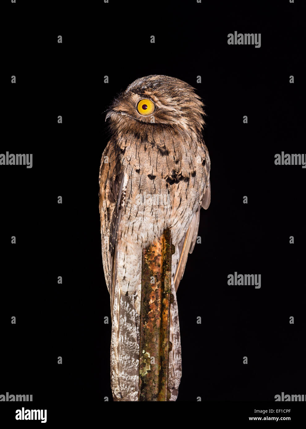 Northern Potoo (Nyctibius jamaicensis) at night. Belize, Central America. Stock Photo