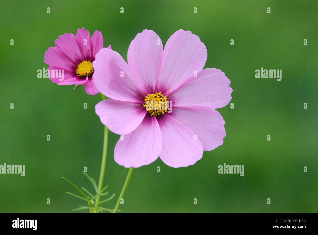 Pink Cosmos Flowers - Cosmos bipinnatus Stock Photo