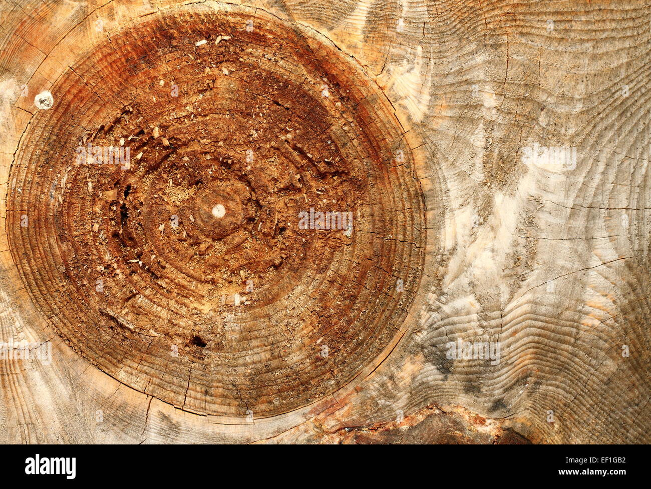 big wood knot on spruce textured plank Stock Photo Alamy