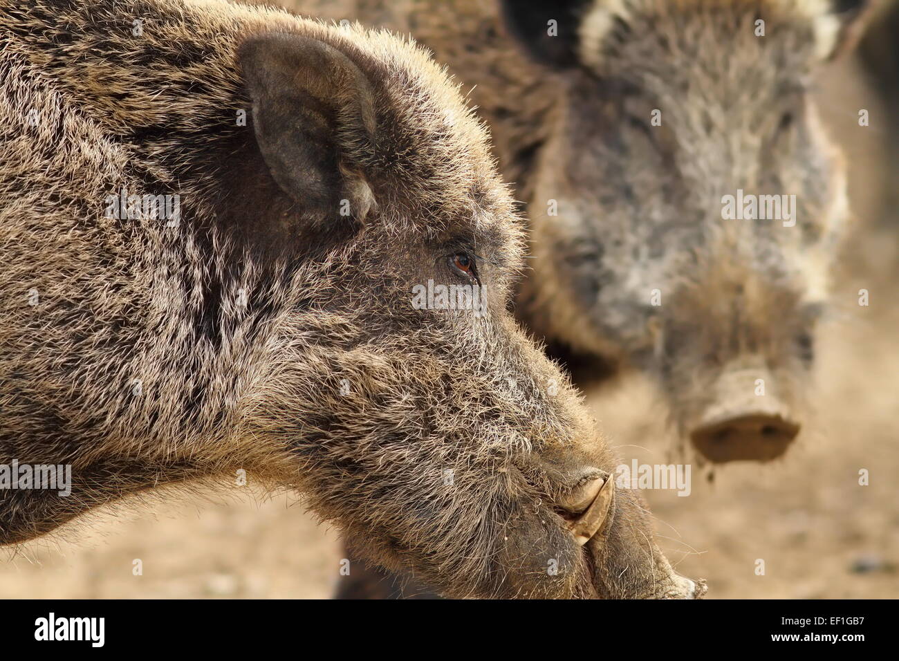 close up of large wild boar male with big tusks ( Sus scrofa ) Stock Photo