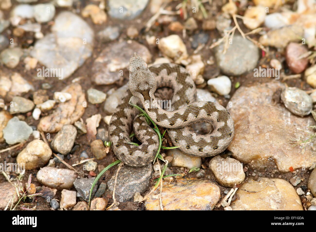 young european sand viper camouflage ( Vipera ammodytes, juvenile Stock ...