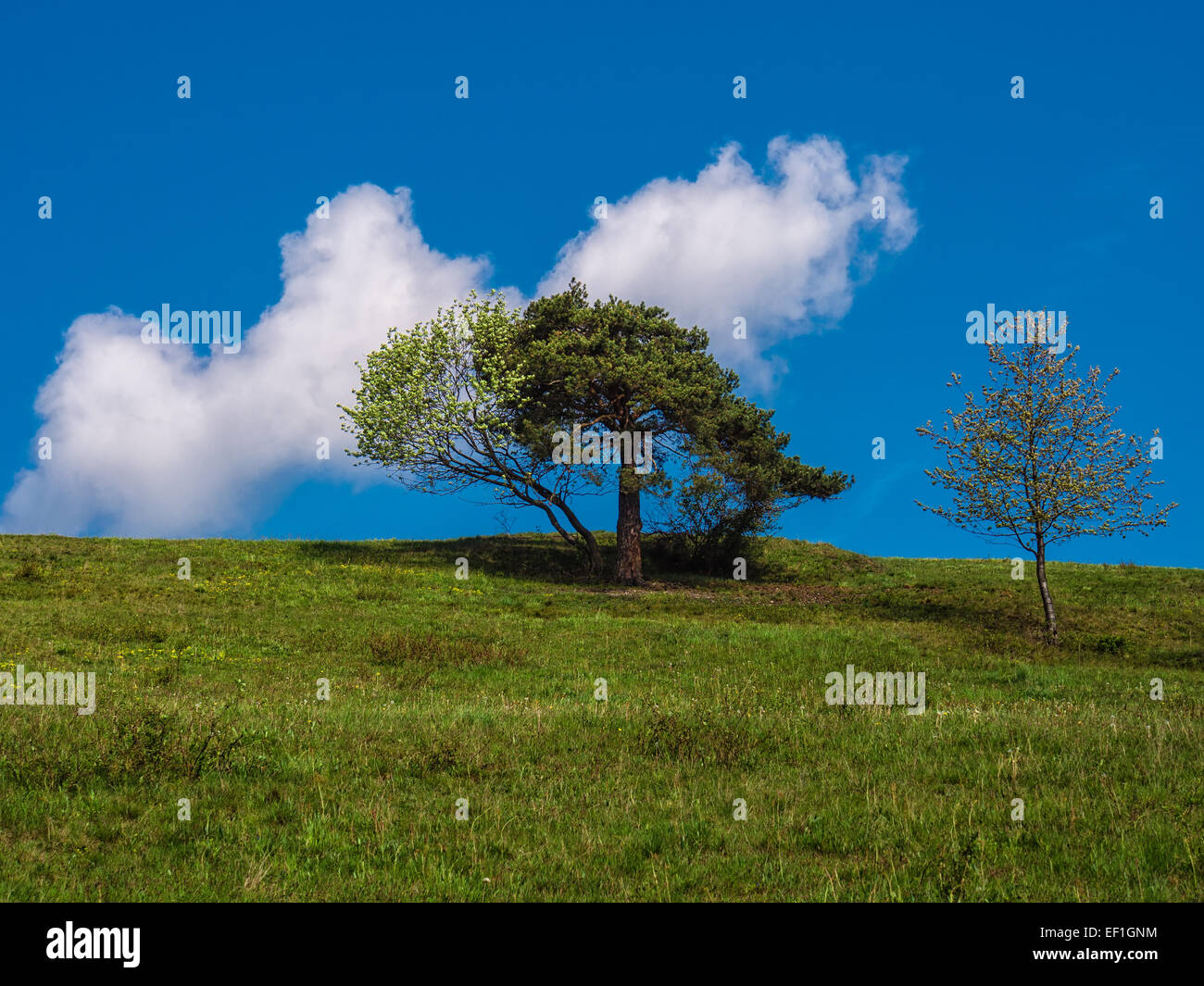 Trees on a mountain in the Thuringian Forest. Stock Photo