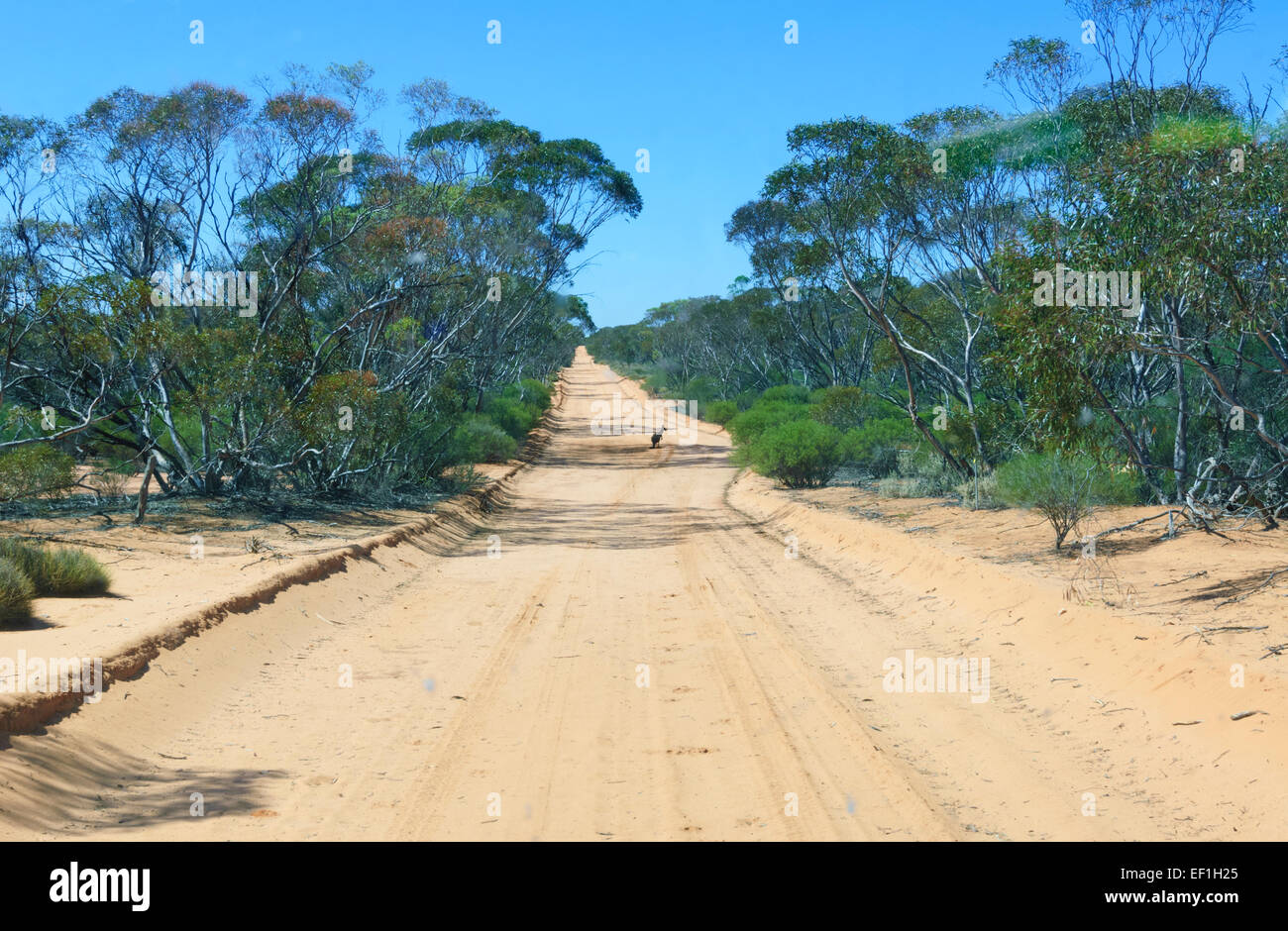 Kangaroo on the road, Gluepot, South Australia Stock Photo Alamy