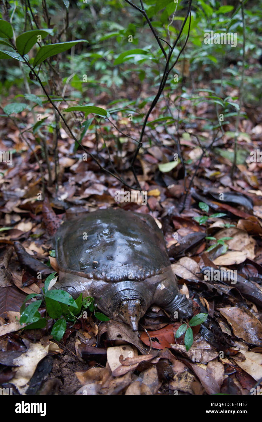 Asiatic or Asian soft-shell turtle, Amyda cartilaginea. In Pang Sdia National Park, Sakeo, Thailand. Stock Photo