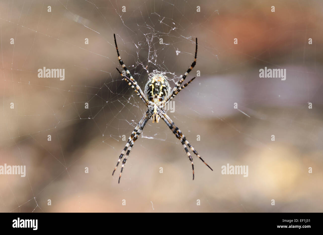 St Andrew's Cross Spider (Argiope keyserlingi), Gluepot, South Australia Stock Photo