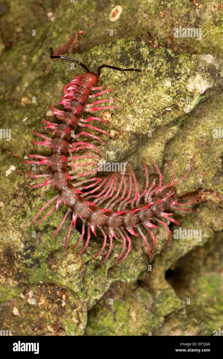 Shocking Pink Dragon Millipede (Desmoxytes purpurosea) is a spiny and toxic millipede aptly named for its bright pink color. Stock Photo