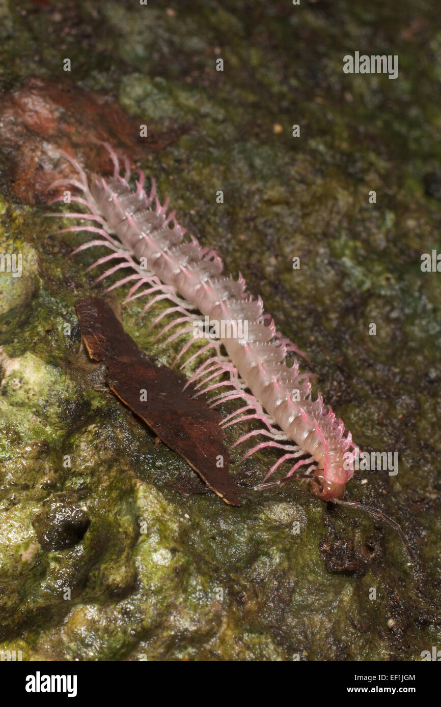 Shocking Pink Dragon Millipede (Desmoxytes purpurosea) is a spiny and toxic millipede aptly named for its bright pink color. Stock Photo