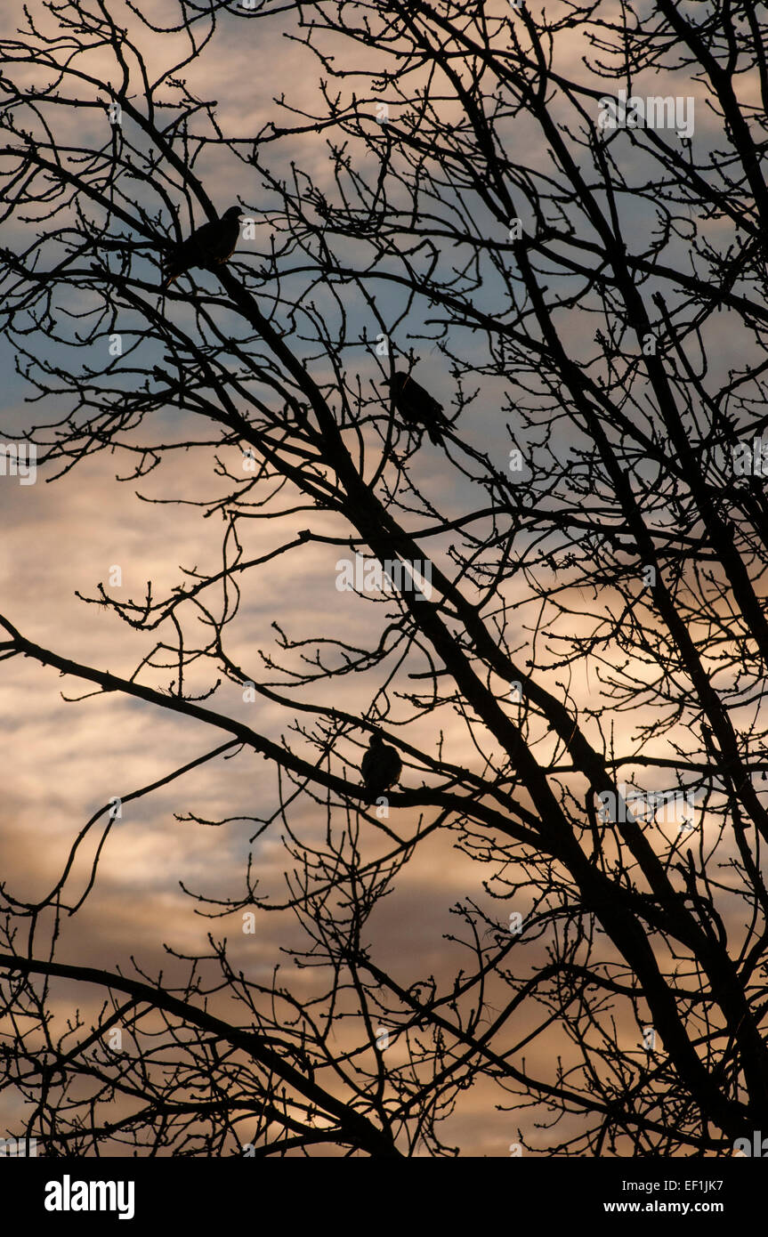 Heathfield, East Sussex, UK. 25th January, 2015. UK Weather: A bright crisp start with cirrus clouds at sunrise. Birds silhouetted roosting in the branches Stock Photo