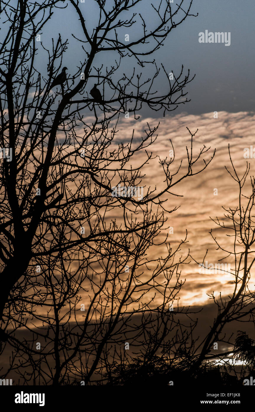 Heathfield, East Sussex, UK. 25th January, 2015. UK Weather: A bright crisp start with cirrus clouds at sunrise. Birds silhouetted roosting in the branches Stock Photo