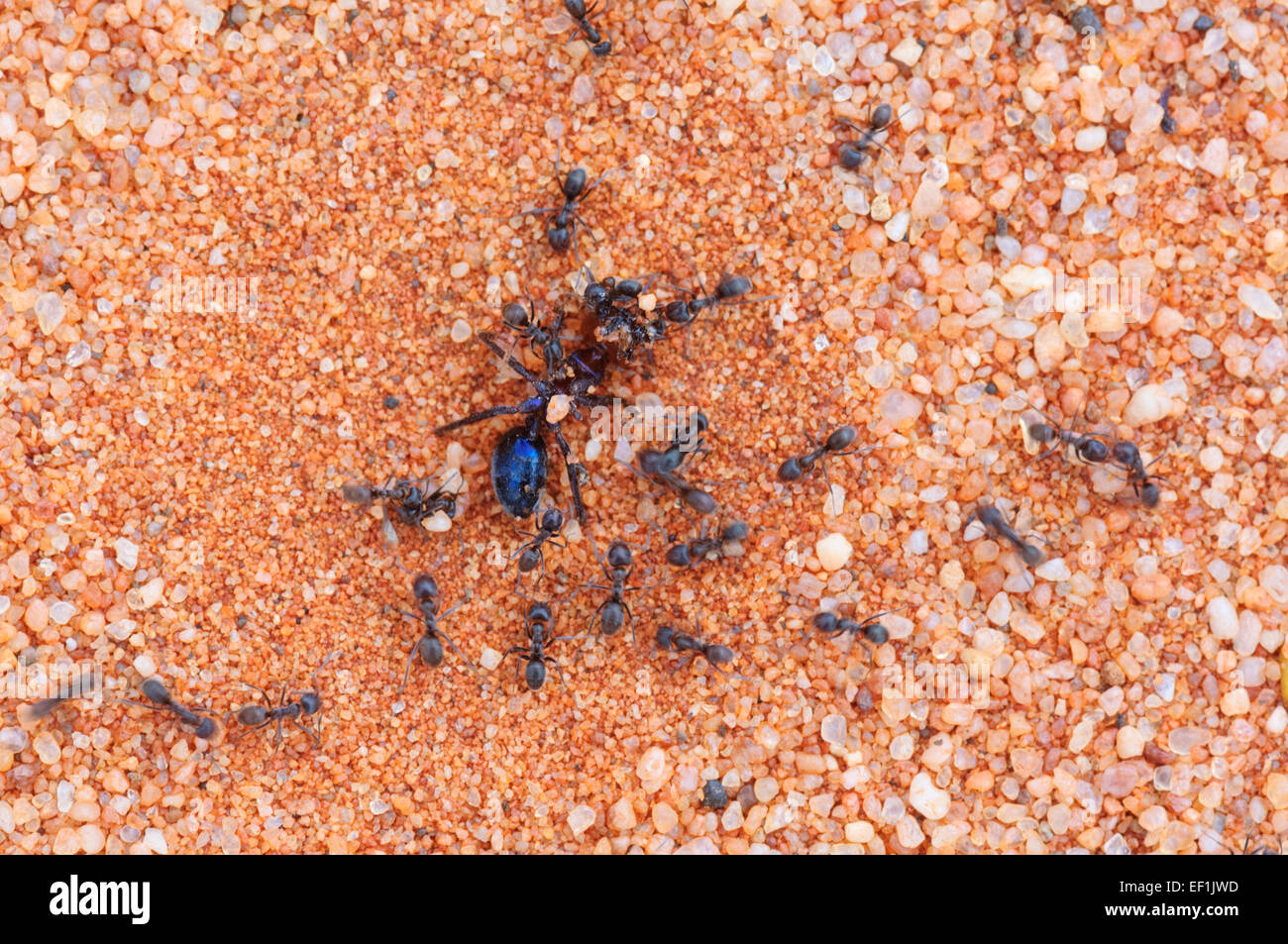 Ants with prey, Gluepot, South Australia Stock Photo