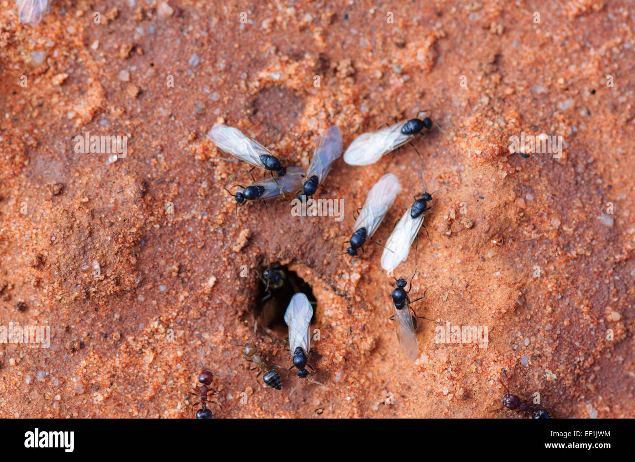 Alate Males Crematogaster sp., Gluepot, South Australia, SA, Australia Stock Photo