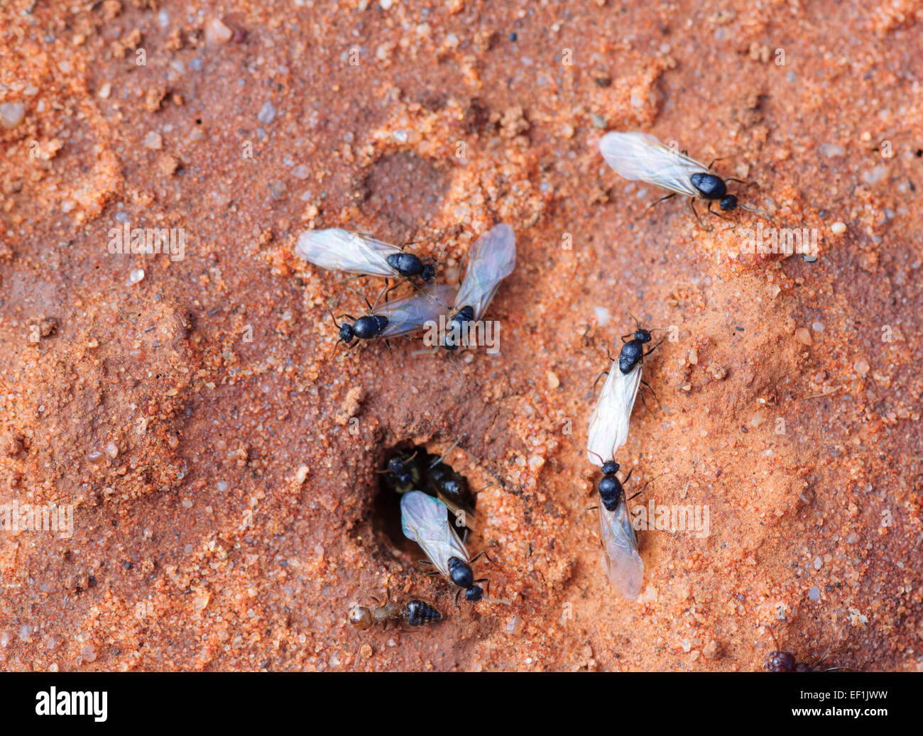 Alate Males Crematogaster sp., Gluepot, South Australia, SA, Australia Stock Photo
