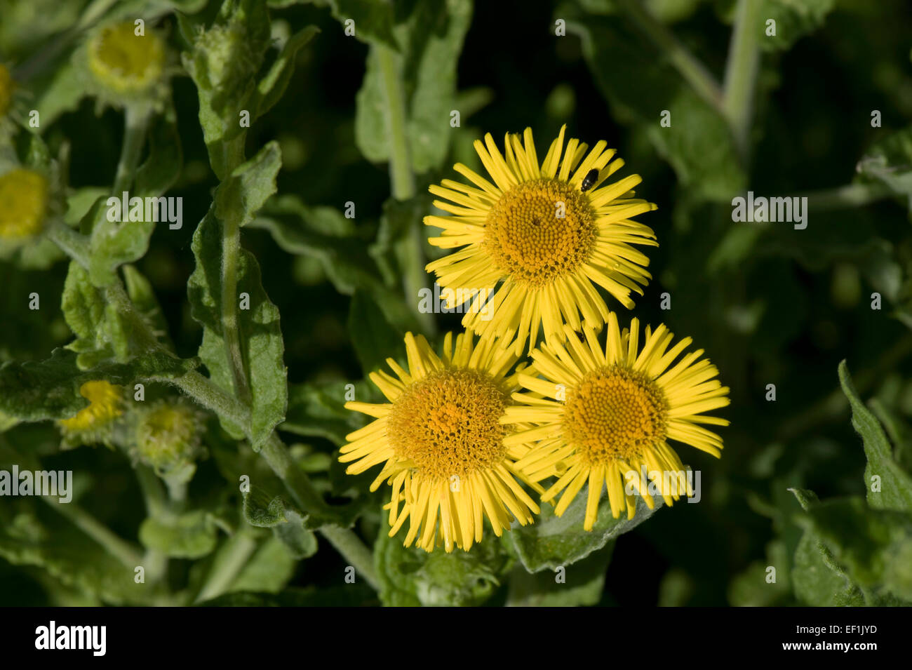 Yellow flowers of common fleabane, Pulicaria dysenterica,  Berkshire, August Stock Photo