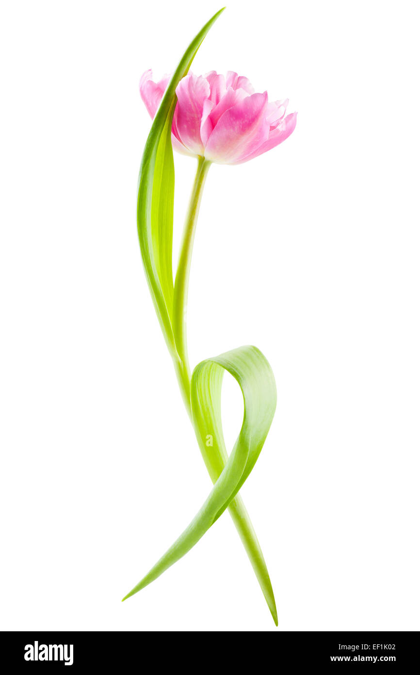 pink tulip, isolated Stock Photo