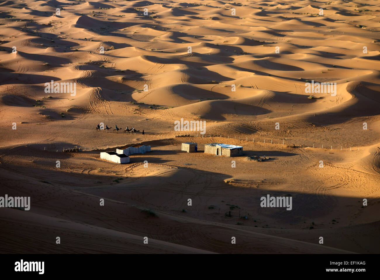 Camel safari in the sand dunes of Erg Chebbi desert in Merzouga ...