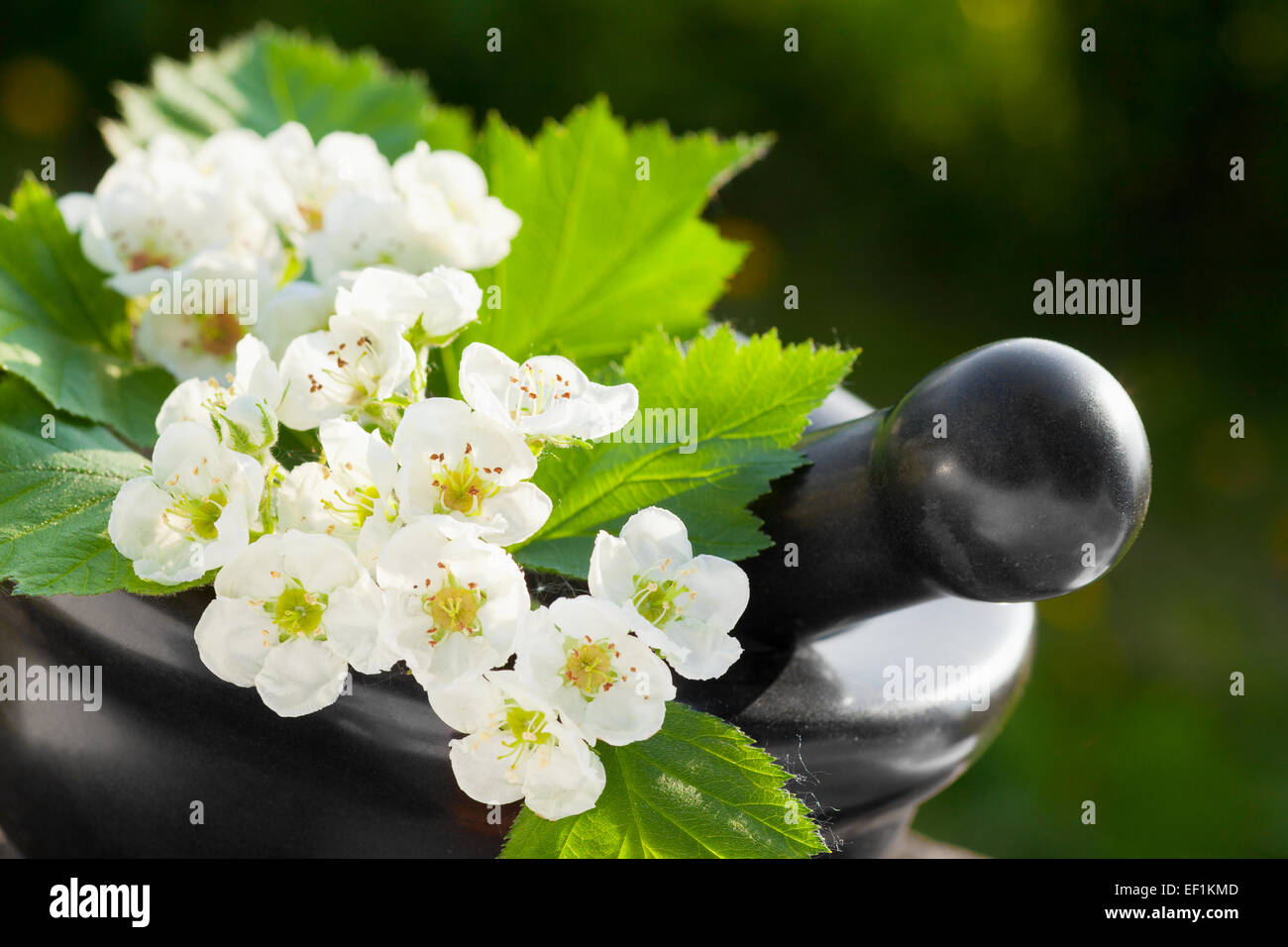 mortar with blossom hawthorn, herbal medicine Stock Photo