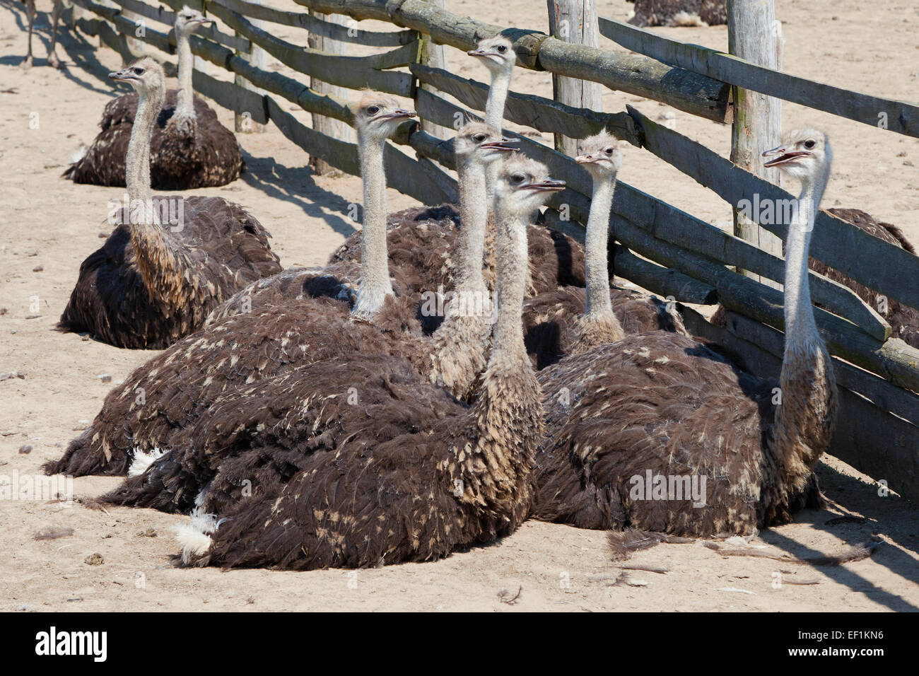 group of young ostriches in farm Stock Photo